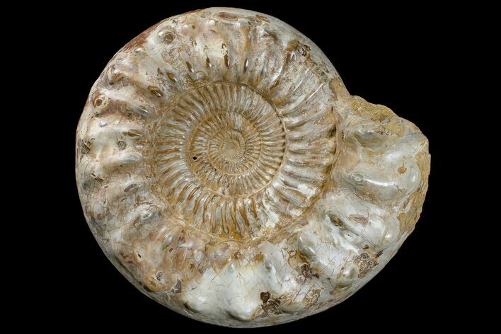 Huge, Jurassic Ammonite Fossil - Madagascar #166001